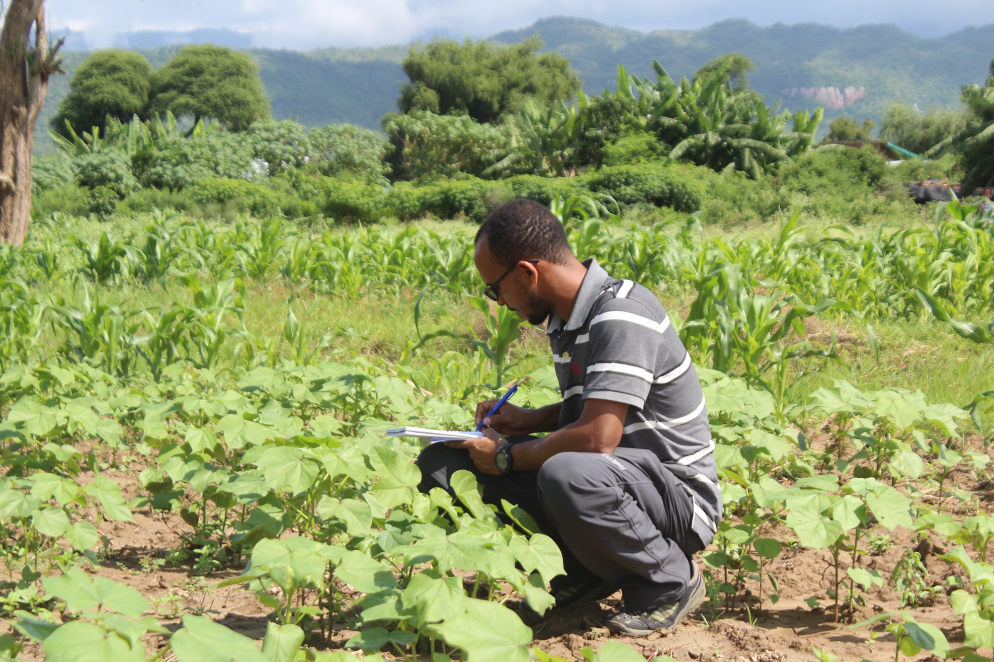 Atalo Belay assessing a cotton field. Credit PAN Ethiopia