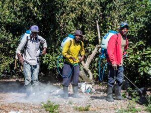 Ocoa, dominican republic. Haitian avocado farm workers spraying fields with chemicals and not wearing any protection