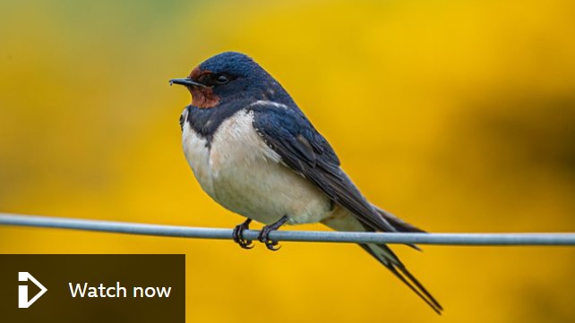 BBC Springwatch: Vet and naturalist Sean McCormack reports on the impacts of pet tick and flea treatments on the health of rivers