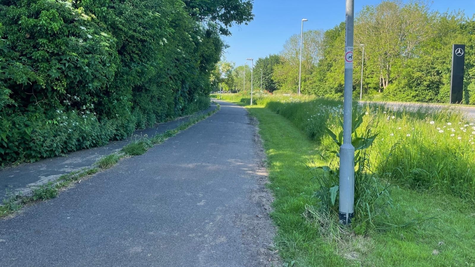 Barnwell Rd, Cambridge (2024), showing mowed borders on verges, with wild grasses and flowers around poles being left intact, and pavement plants left to flourish on cycle path/pavement. Credit Pesticide-Free Cambridge