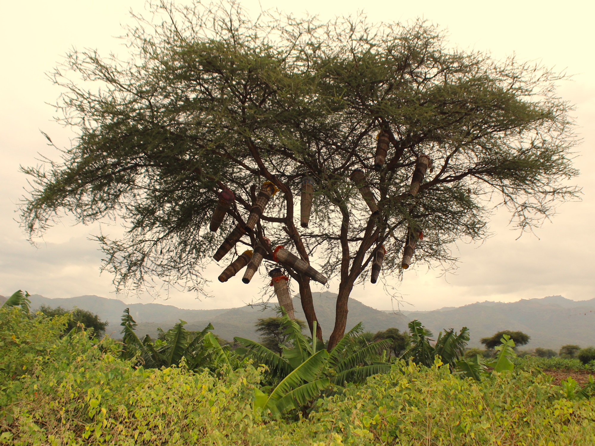 Bees, which were once absent due to excessive pesticide spraying, are returning to the fields. Credit PAN Ethiopia