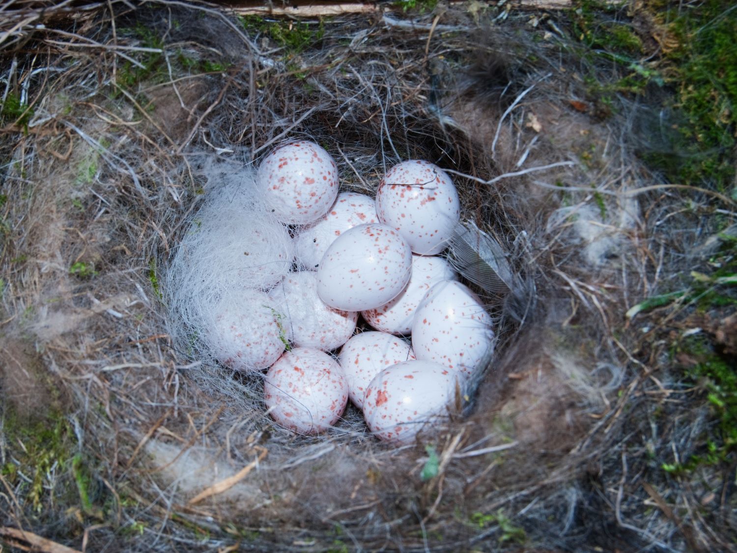 A blue tit nest lined with fur.