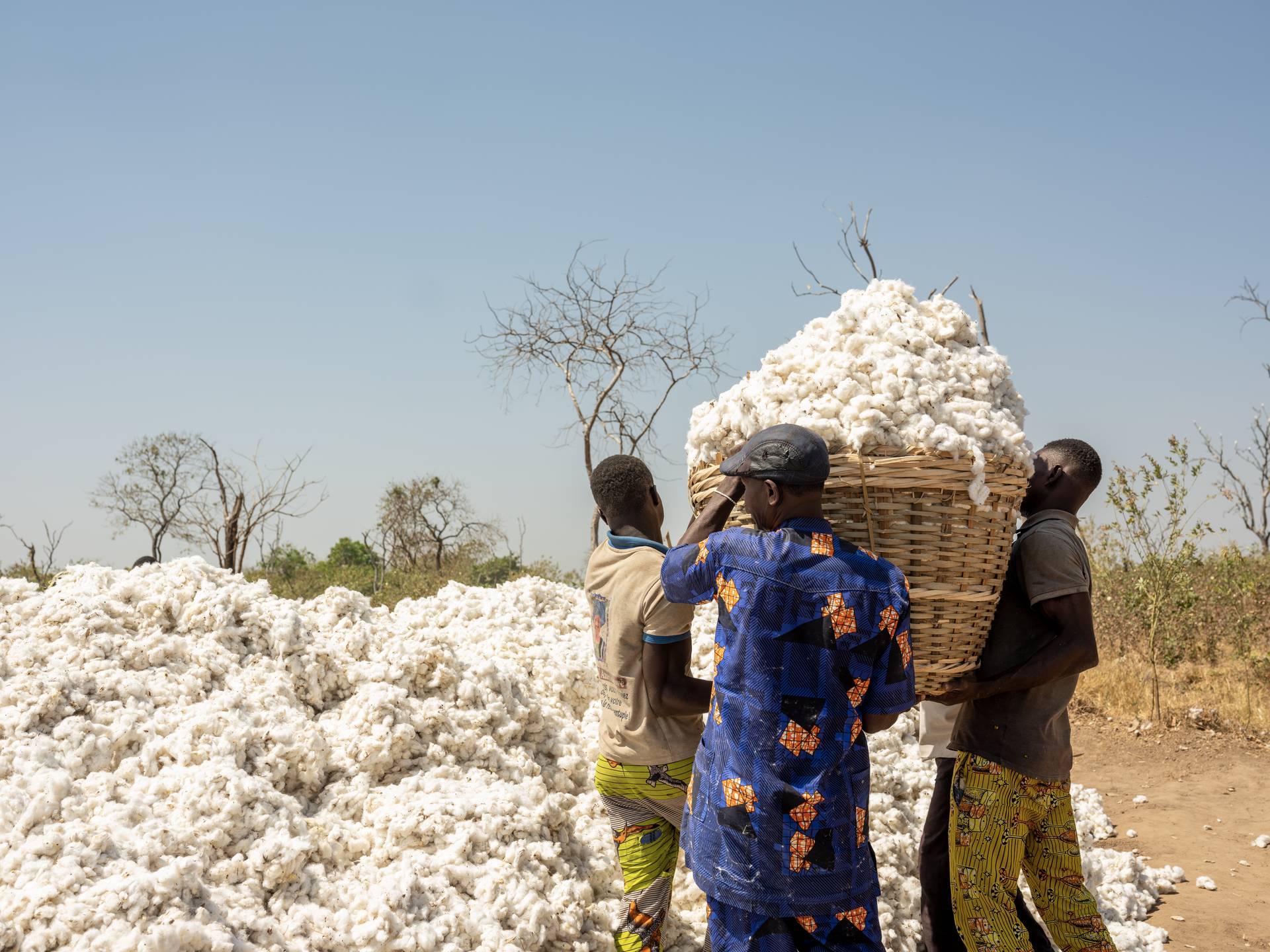 Organic cotton farmers preparing cotton for transport in Benin