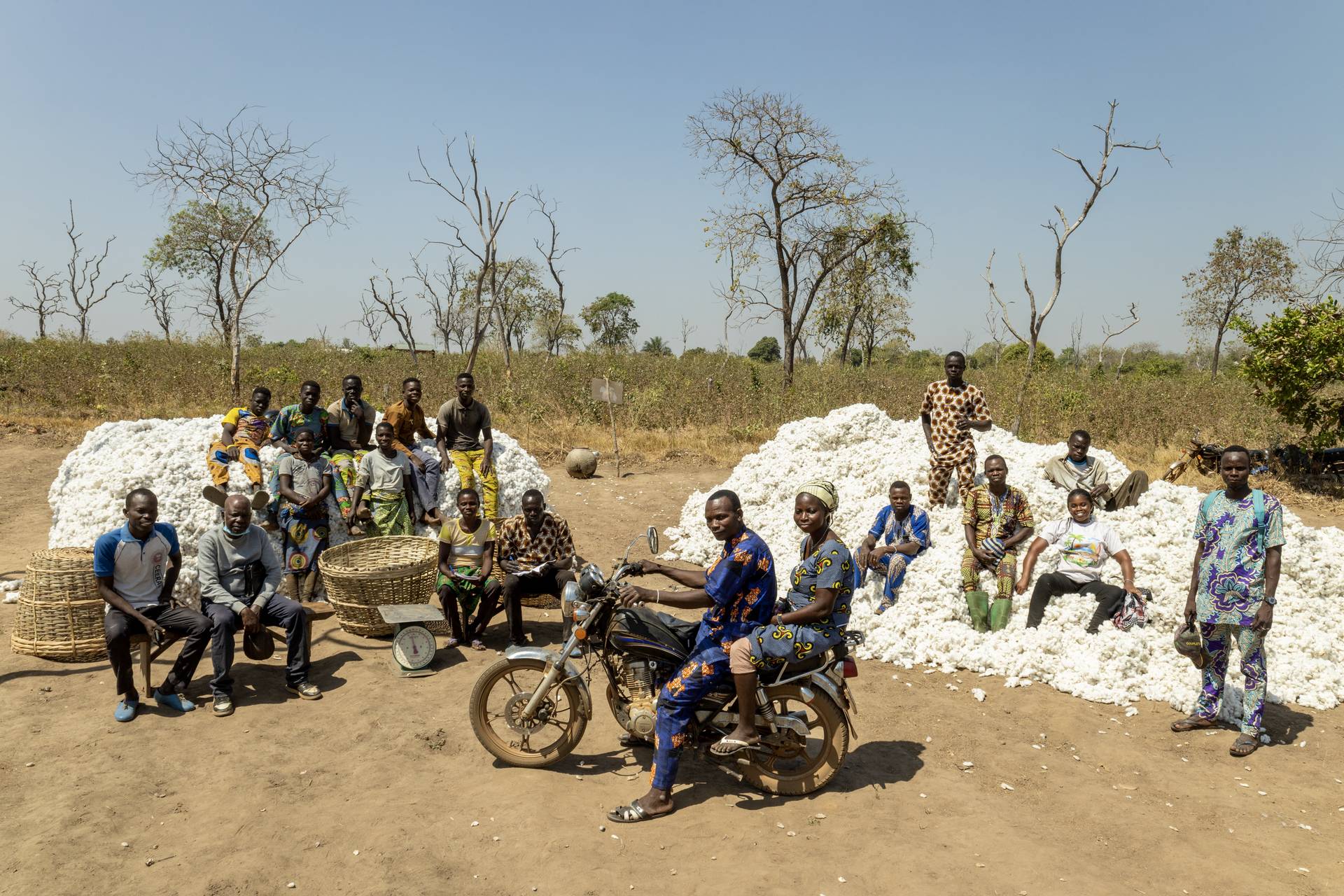 Organic cotton farmers gather around a cotton harvest in Benin