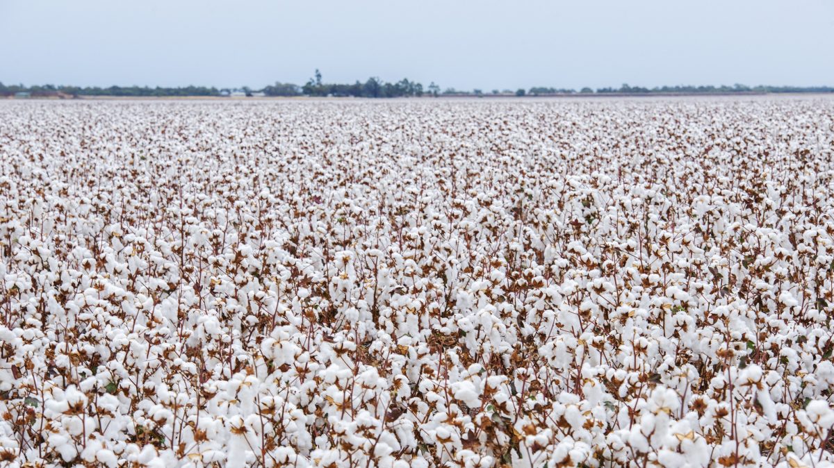 Cotton farm Pesticide Action Network UK