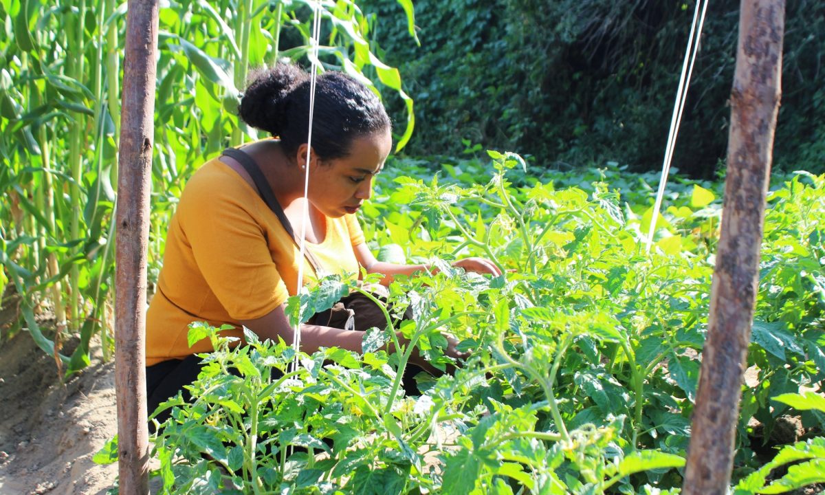 the-rise-of-organic-agriculture-in-ethiopia-pesticide-action-network-uk