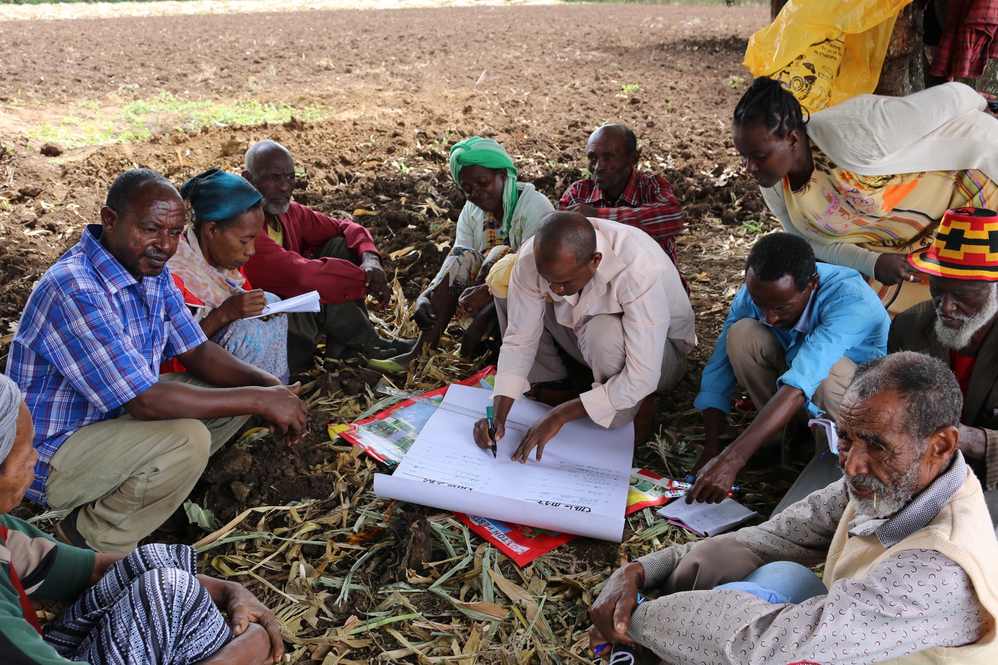 Smallholder cotton farmers learning IPM at a Farmer Field School in Ethiopia’s Southern Rift Valley. Credit PAN UK.