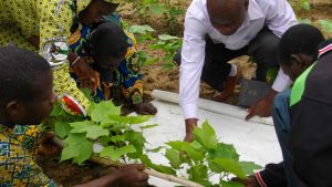 Farmers, extension officers and scientists working together to identify the most effective practices in organic cotton in Benin.