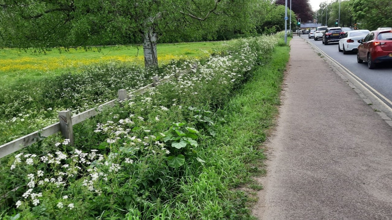 Fen Causeway in Cambridge (2024), showing flourishing verges with edges managed through mowed borders. Credit Pesticide-Free Cambridge