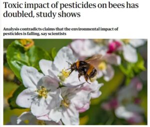 The Guardian - Toxic impact of pesticides on bees has doubled