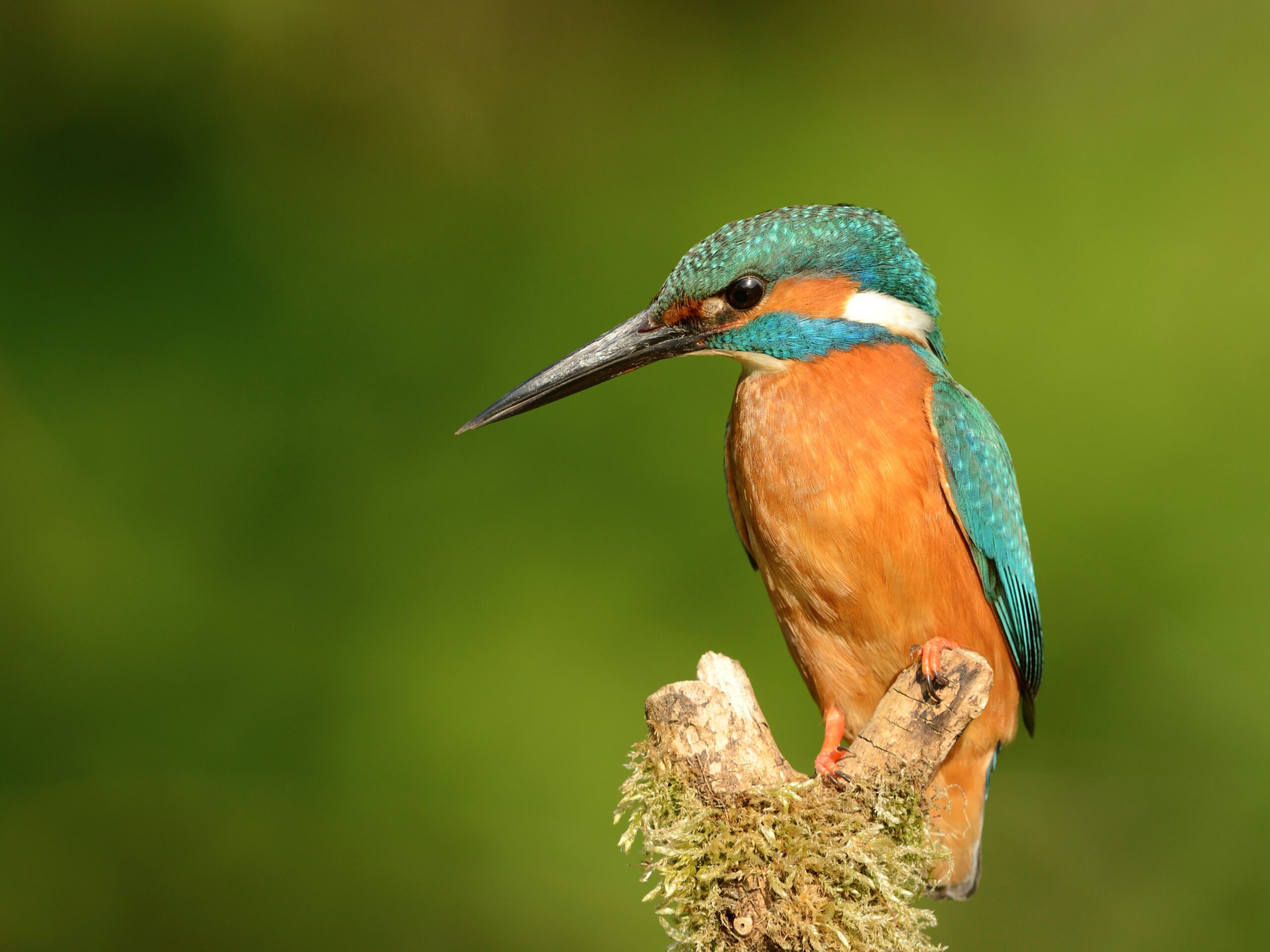 Kingfisher credit RSPB - Pesticide Action Network UK