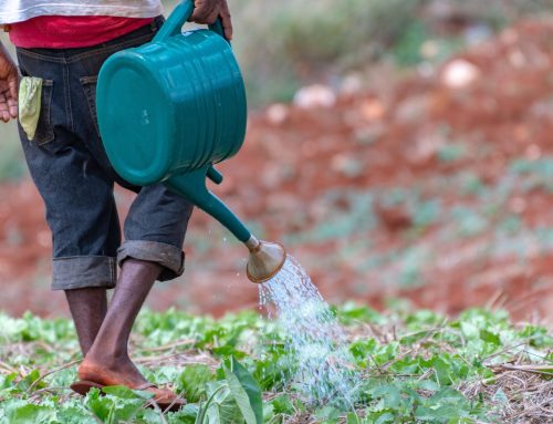 Study reveals pesticide poisoning among Caribbean smallholder vegetable farmers