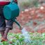 Man watering lettuce in Jamaica - Shutterstock