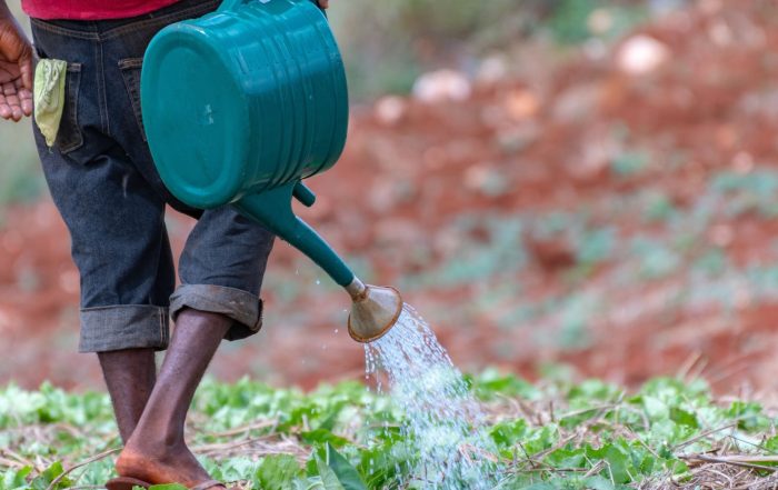 Man watering lettuce in Jamaica - Shutterstock