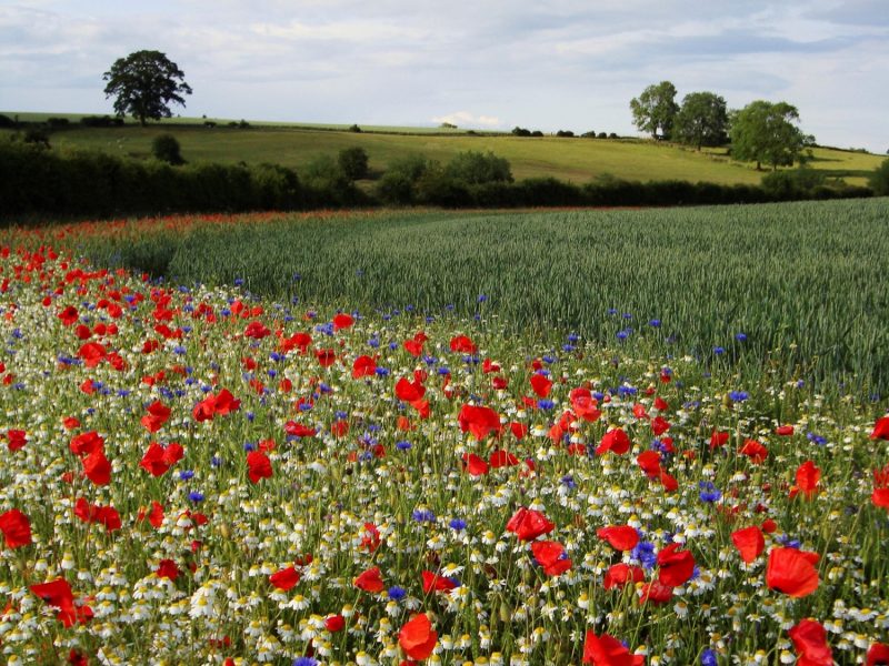 Nectar mix in field margin, Rectory Farm, Buckinghamshire, May 2011 ...