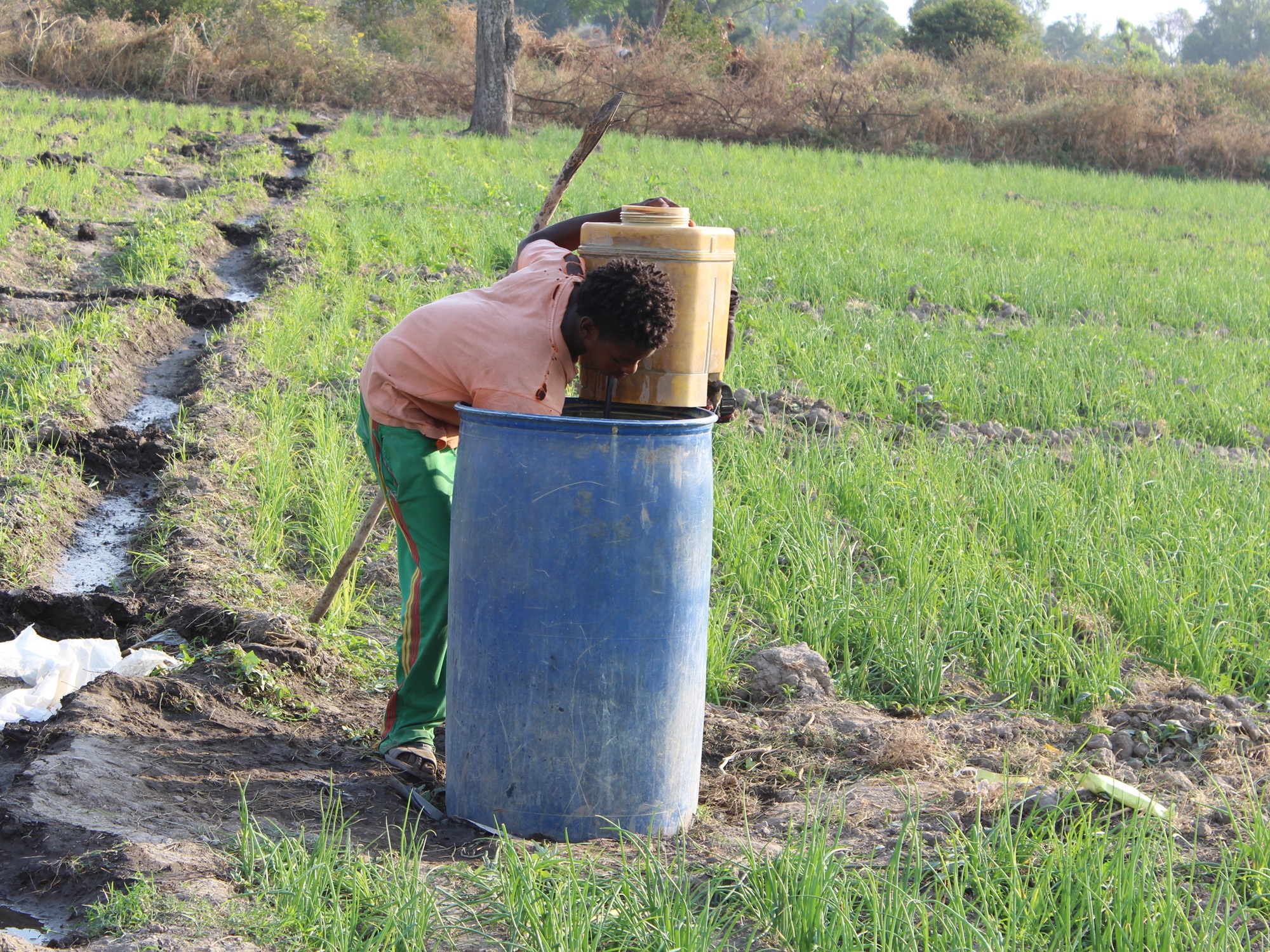 Farmworker handling pesticides without personal protective equipment (PPE). Credit PAN Ethiopia