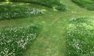 Mow paths through the lawn leaving wild flowers to grow for pollinators and other wildlife