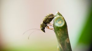 Pea leaf weevil - gardening without pesticides