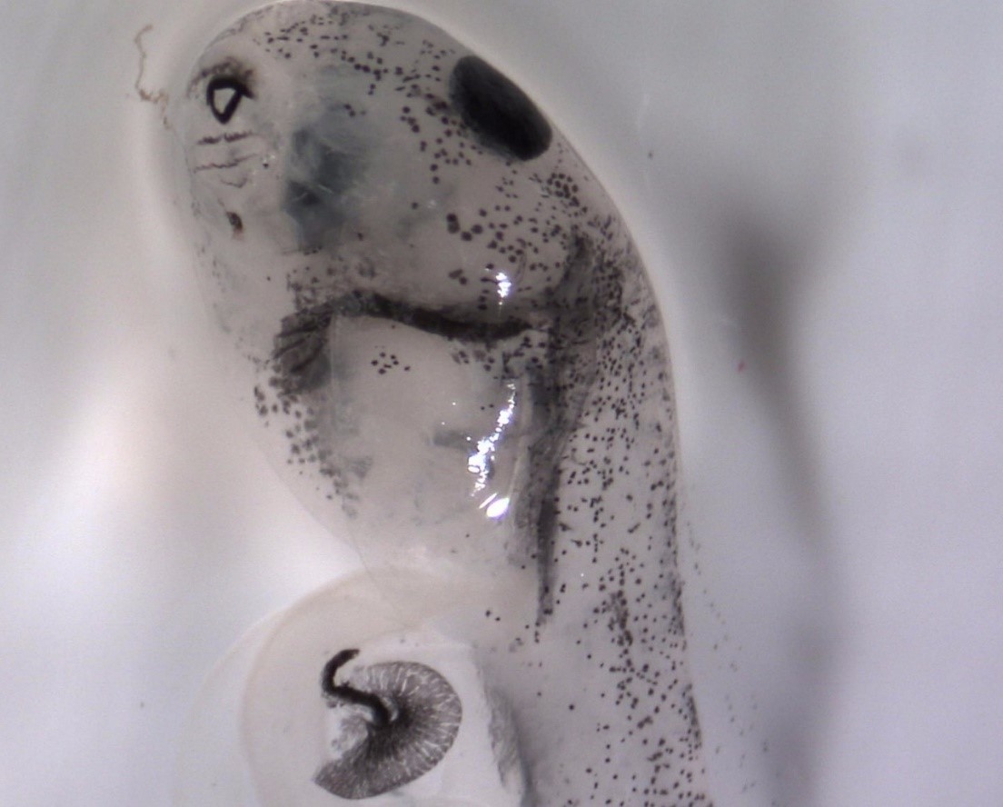 Weeping frog Physalaemus gracilis hatchling with malformation in the intestine after exposure to glyphosate-based herbicide. 