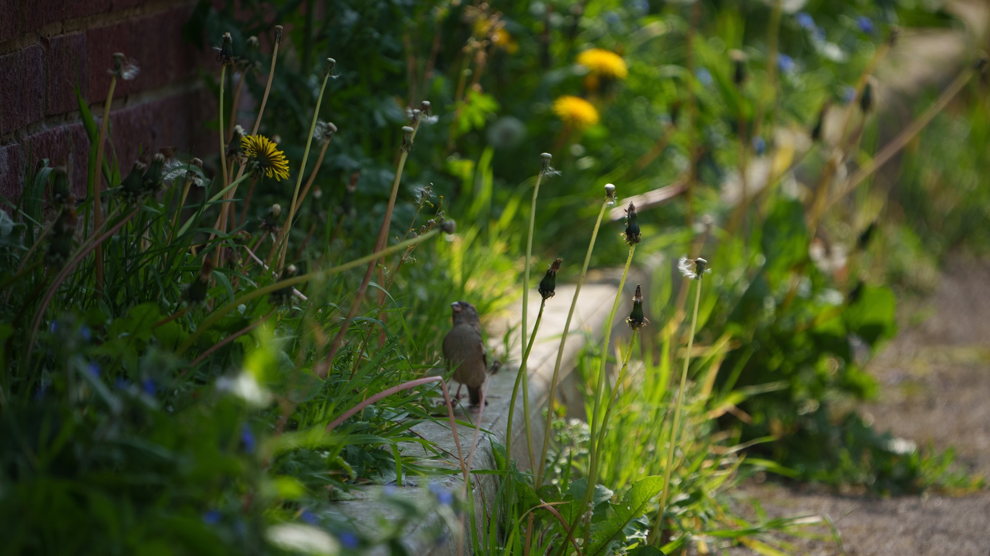 The city's wildlife relies on pavement plants, including sparrows which are now on the UK's Red List for birds due to their drastic decline in numbers. Credit Steve Geliot