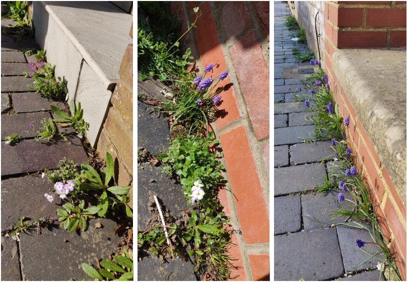 St Albans Times: Is it time to consider a new approach to pavement plants? 