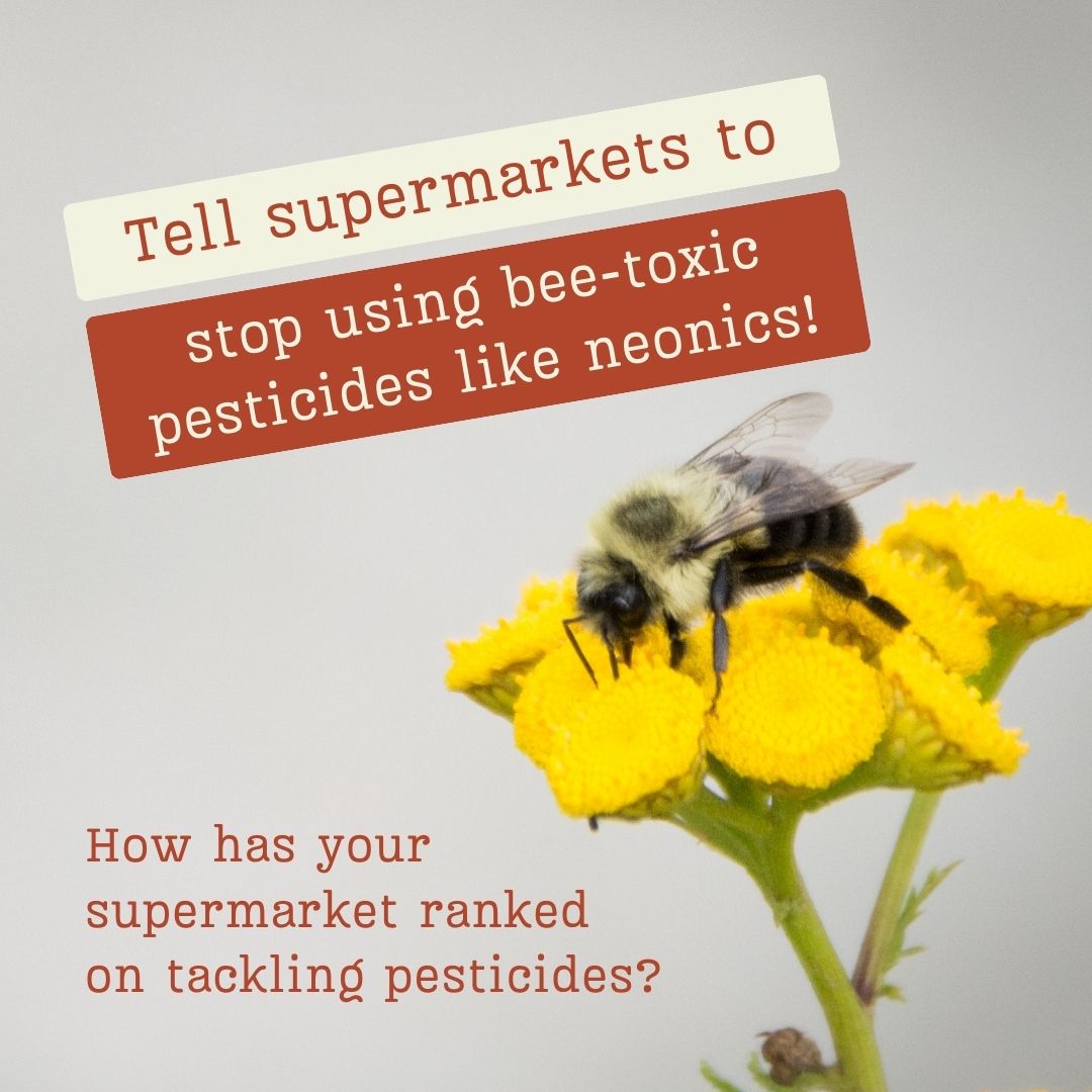 Tell supermarkets to stop using bee-toxic pesticides like neonics