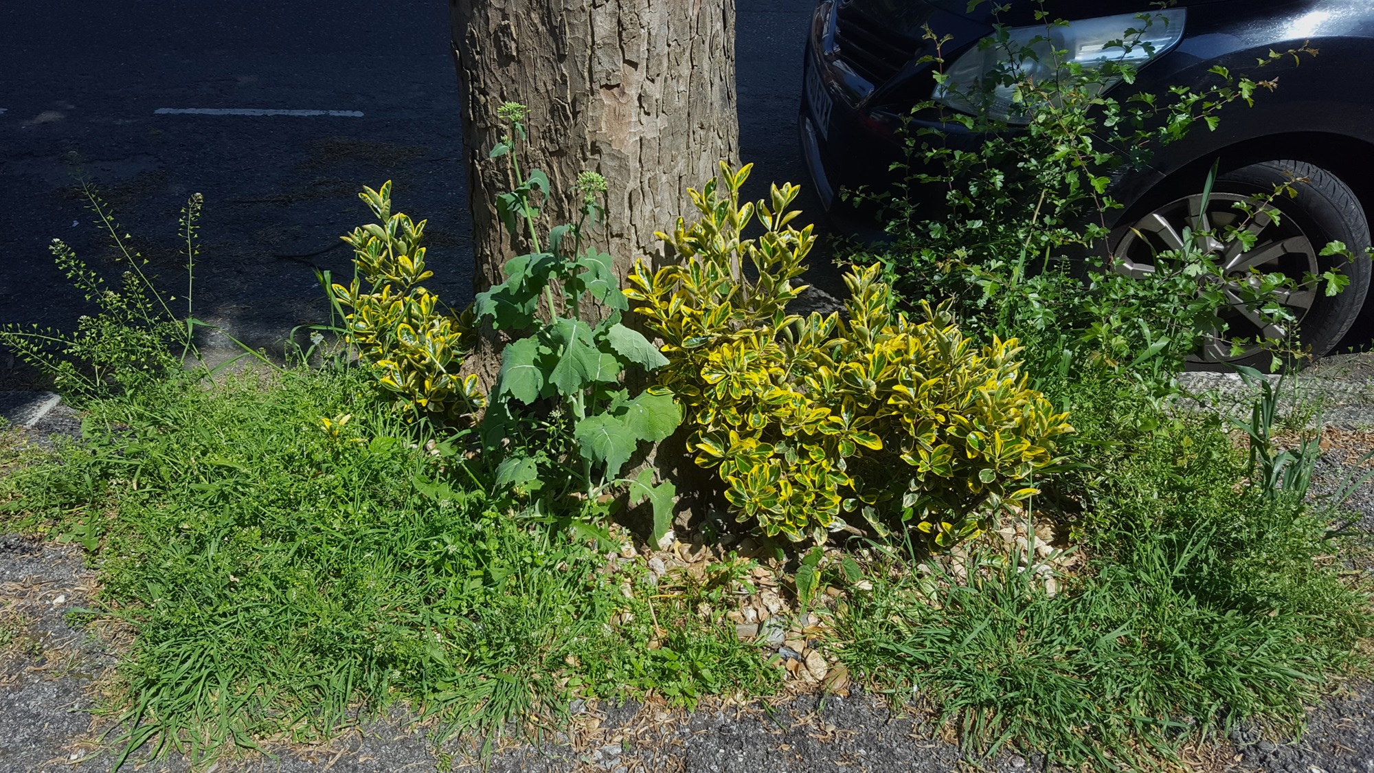 Brighton & Hove Council have confirmed that glyphosate will not be applied to any tree pits in city. Credit PAN UK