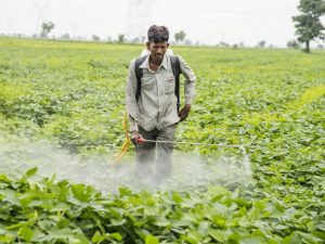 Wearing no PPE when spraying pesticides is common - SAICM