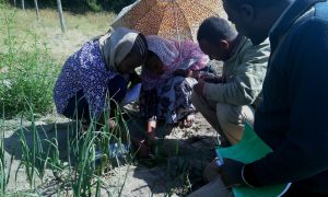 Growing vegetables sustainably in Ziway, Ethiopia