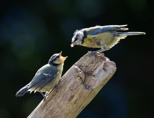 Garden birds are being poisoned by pet flea treatments