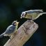 Garden birds are being poisoned by pet flea treatments