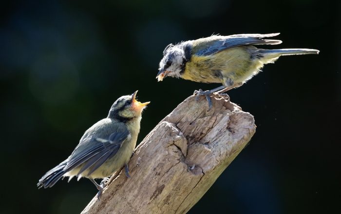 Garden birds are being poisoned by pet flea treatments