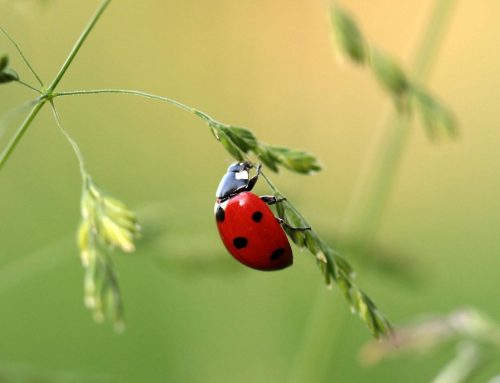 Global study shows pesticides are a major contributor to the biodiversity crisis