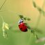 A single ladybird can consume 5,000 aphids in its lifetime.