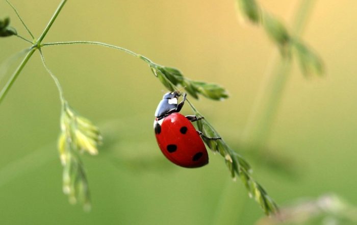 A single ladybird can consume 5,000 aphids in its lifetime.