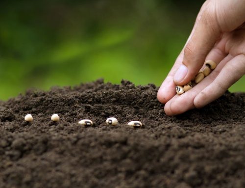 Three key elements countries should include in their plans to tackle biodiversity loss at CBD COP16